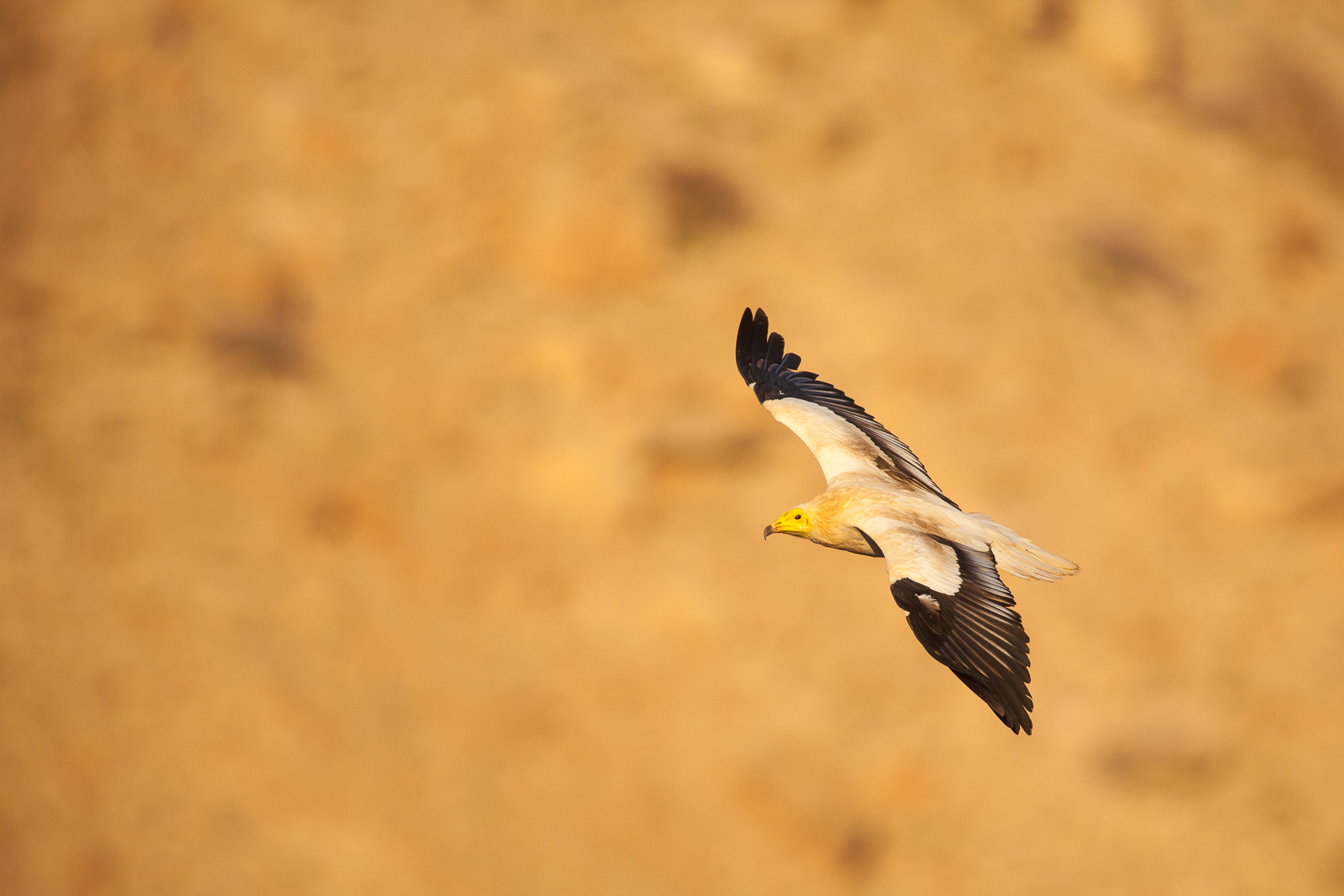 L'oiseau vautour percnoptère (Neophron percnopterus) pendant un voyage photo au Sultanat d'Oman